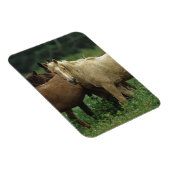 Wild Mustang Horses 4 Magnet (Rechte Seite)