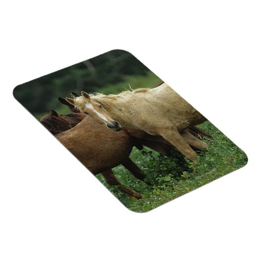 Wild Mustang Horses 4 Magnet (Rechte Seite)
