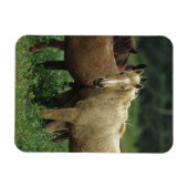 Wild Mustang Horses 4 Magnet (Horizontal)