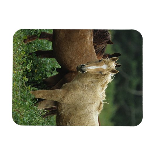 Wild Mustang Horses 4 Magnet (Horizontal)