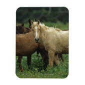 Wild Mustang Horses 4 Magnet (Vertikal)