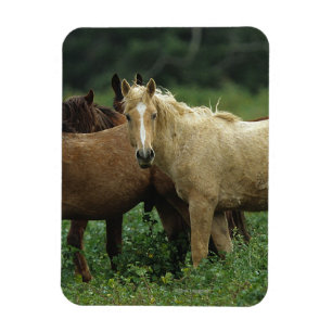 Wild Mustang Horses 4 Magnet