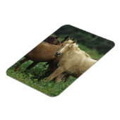 Wild Mustang Horses 4 Magnet (Linke Seite)