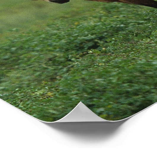 Wild Mustang Horses 4 Poster (Ecke)