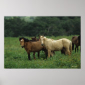 Wild Mustang Horses 4 Poster (Vorne)