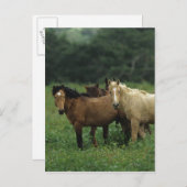 Wild Mustang Horses 4 Postkarte (Vorne/Hinten)