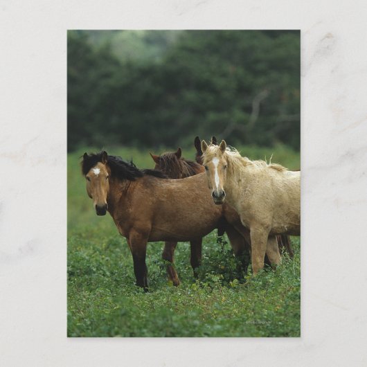 Wild Mustang Horses 4 Postkarte (Vorderseite)