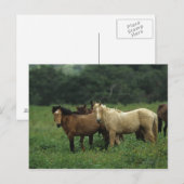 Wild Mustang Horses 4 Postkarte (Vorne/Hinten)