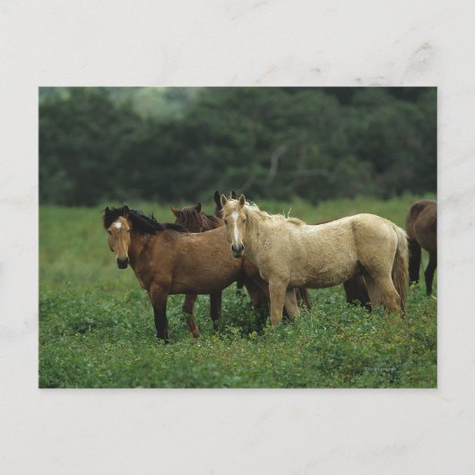 Wild Mustang Horses 4 Postkarte (Vorderseite)