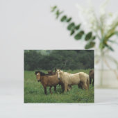 Wild Mustang Horses 4 Postkarte (Stehend Vorderseite)