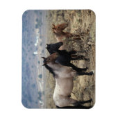 Wild Mustang Horses 5 Magnet (Vertikal)