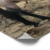 Wild Mustang Horses 5 Poster (Ecke)