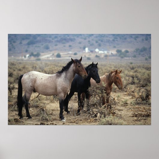 Wild Mustang Horses 5 Poster (Vorne)