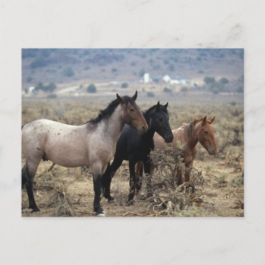 Wild Mustang Horses 5 Postkarte (Vorderseite)
