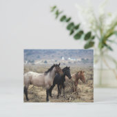 Wild Mustang Horses 5 Postkarte (Stehend Vorderseite)