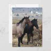 Wild Mustang Horses 5 Postkarte (Vorne/Hinten)