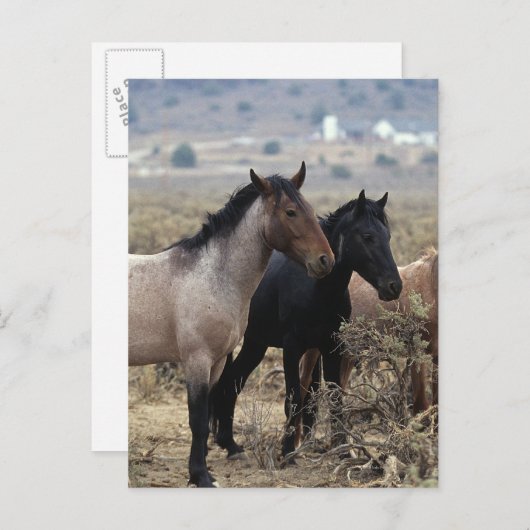 Wild Mustang Horses 5 Postkarte (Vorne/Hinten)