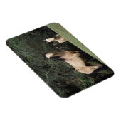 Wild Mustang Horses 6 Magnet (Rechte Seite)
