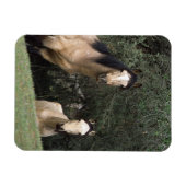 Wild Mustang Horses 6 Magnet (Horizontal)