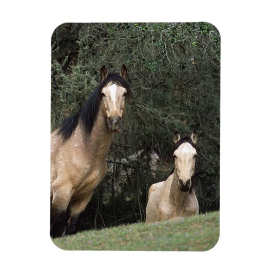 Wild Mustang Horses 6 Magnet (Vertikal)