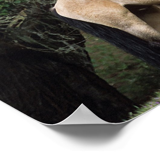 Wild Mustang Horses 6 Poster (Ecke)