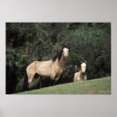 Wild Mustang Horses 6 Poster (Vorne)