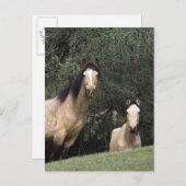 Wild Mustang Horses 6 Postkarte (Vorne/Hinten)