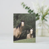 Wild Mustang Horses 6 Postkarte (Stehend Vorderseite)