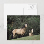 Wild Mustang Horses 6 Postkarte (Vorne/Hinten)