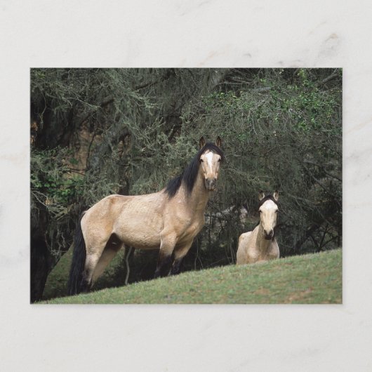 Wild Mustang Horses 6 Postkarte (Vorderseite)