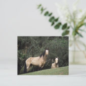 Wild Mustang Horses 6 Postkarte (Stehend Vorderseite)