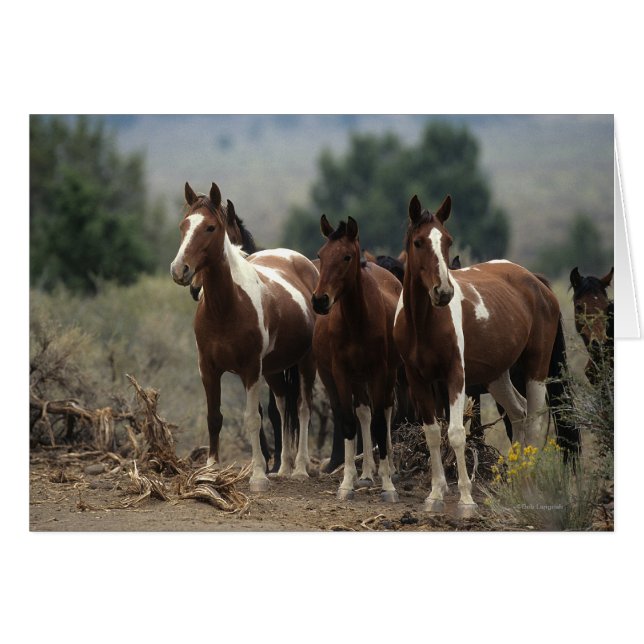 Wild Mustang Horses 7 (Vorderseite (Horizontal))