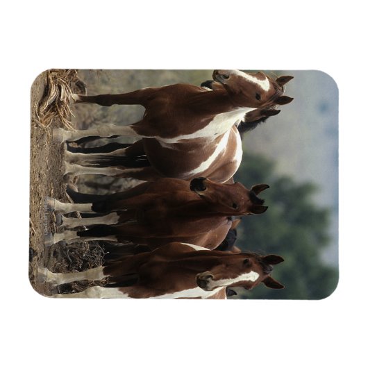 Wild Mustang Horses 7 Magnet (Horizontal)