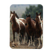 Wild Mustang Horses 7 Magnet (Vertikal)