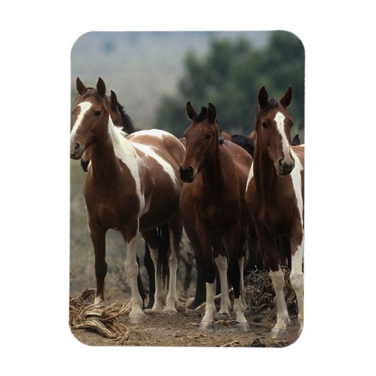 Wild Mustang Horses 7 Magnet (Vertikal)