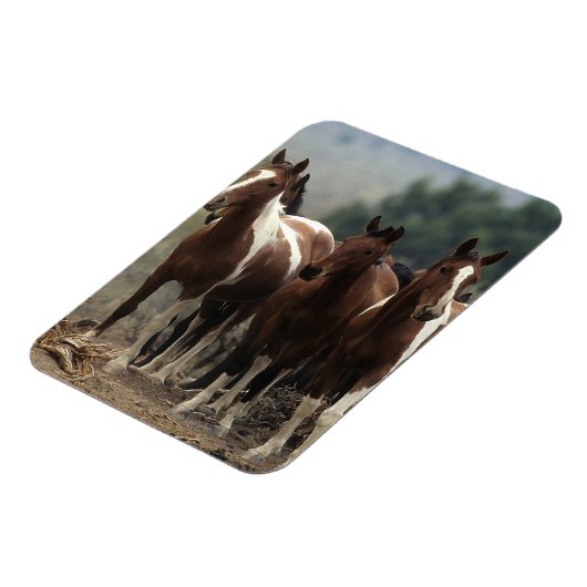 Wild Mustang Horses 7 Magnet (Linke Seite)