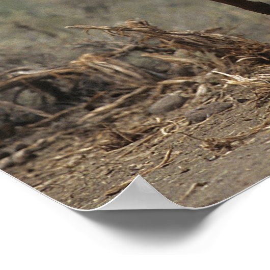 Wild Mustang Horses 7 Poster (Ecke)