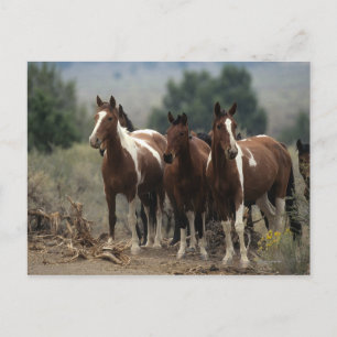 Wild Mustang Horses 7 Postkarte
