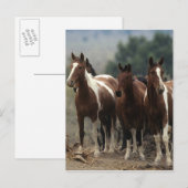 Wild Mustang Horses 7 Postkarte (Vorne/Hinten)
