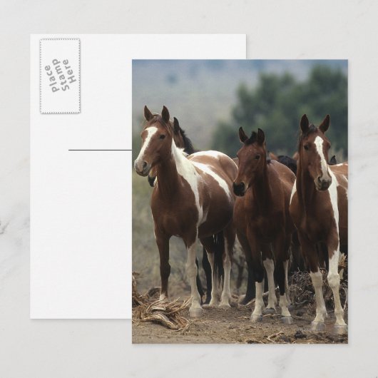 Wild Mustang Horses 7 Postkarte (Vorne/Hinten)