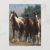 Wild Mustang Horses 7 Postkarte (Vorderseite)