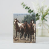 Wild Mustang Horses 7 Postkarte (Stehend Vorderseite)