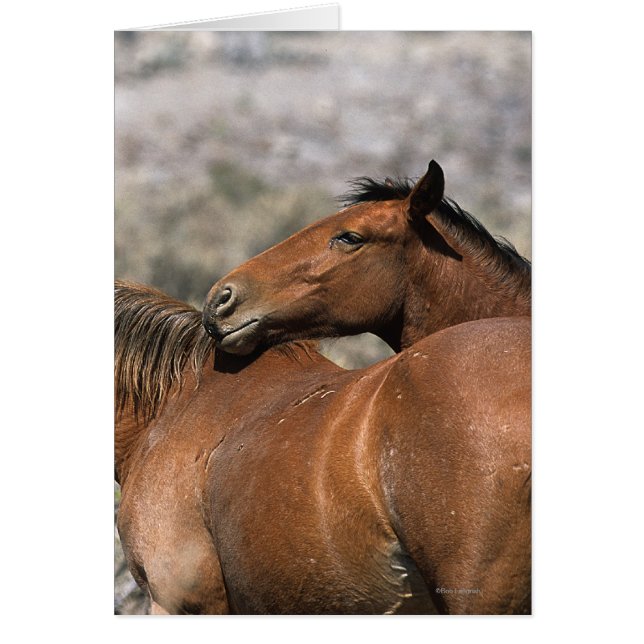 Wild Mustang Horses Touching (Vorne)
