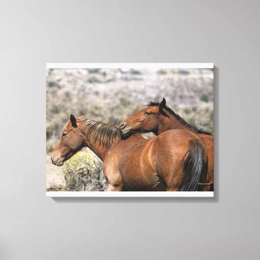 Wild Mustang Horses Touching Leinwanddruck (Vorderseite)