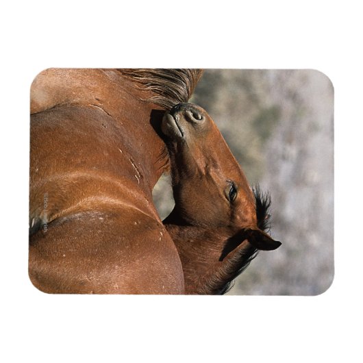 Wild Mustang Horses Touching Magnet (Horizontal)
