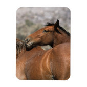 Wild Mustang Horses Touching Magnet (Vertikal)