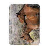 Wild Mustang Horses Touching Magnet (Vertikal)