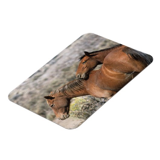 Wild Mustang Horses Touching Magnet (Linke Seite)