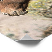 Wild Mustang Horses Touching Poster (Ecke)