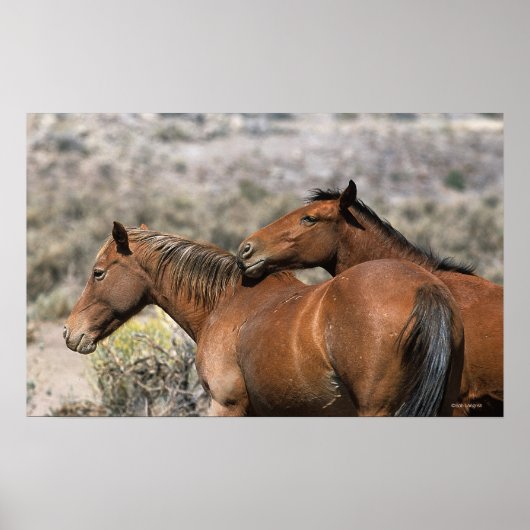 Wild Mustang Horses Touching Poster (Vorne)